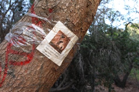 A lost dog poster is found taped to a vandalized oak tree beyond the entrance to the park on March 4, 2020. Photo credit: Abraham Navarro/SAC.Media.
