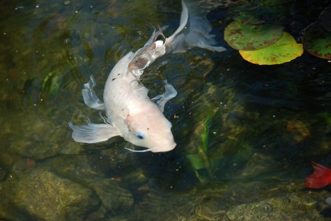 Koi Pond at Mt. SAC. Photo by Doug de Wet/SAC Media.