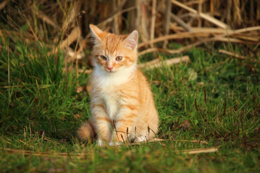 Orange tabby cat enjoying the outdoors. 

Photo courtesy of Pixinio.