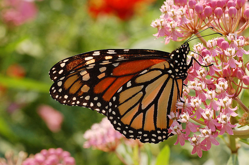 Close-up of a monarch butterfly. Via Derek Ramsey/Wikimedia Commons