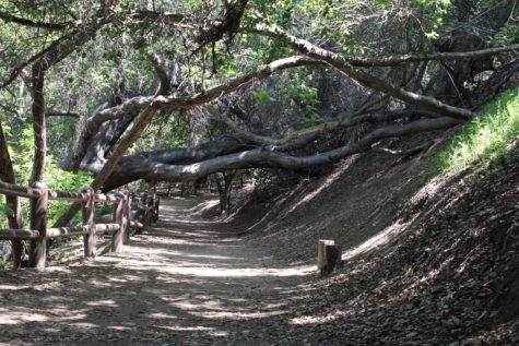 A collapsed tree leans over the trail at Sycamore Canyon Park Wilderness Area.