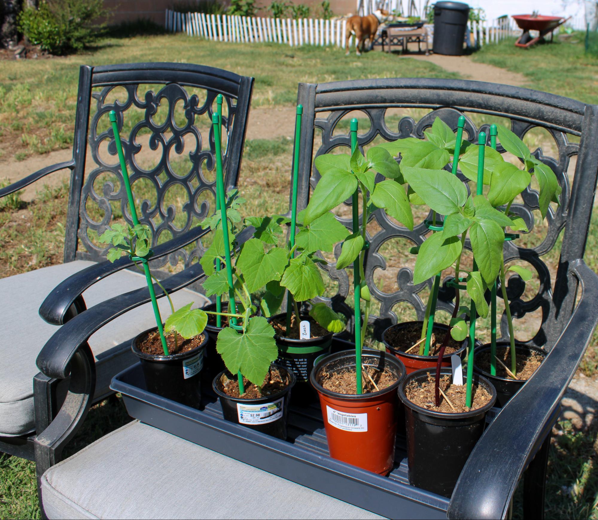5 tips for starting your own backyard garden – SAC Media