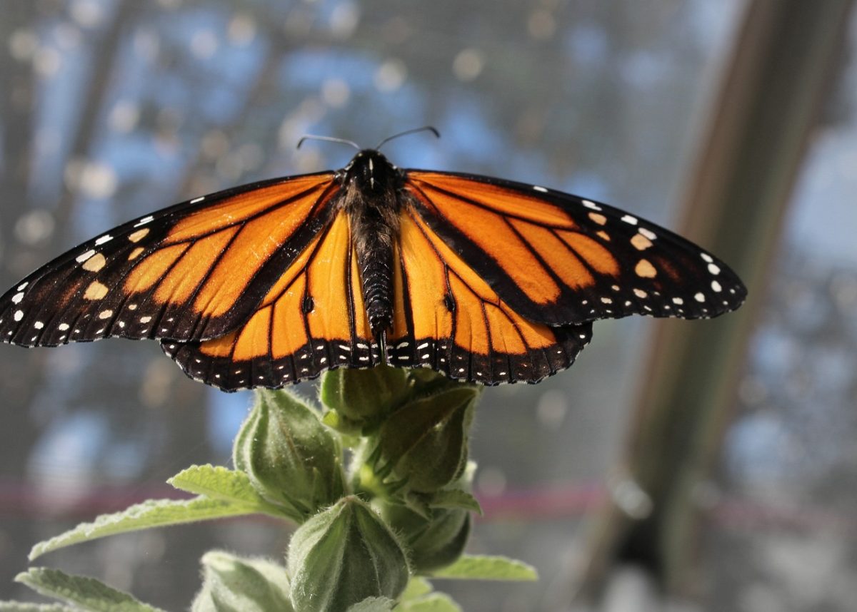 Milkweed might just be the Monarch's white knight