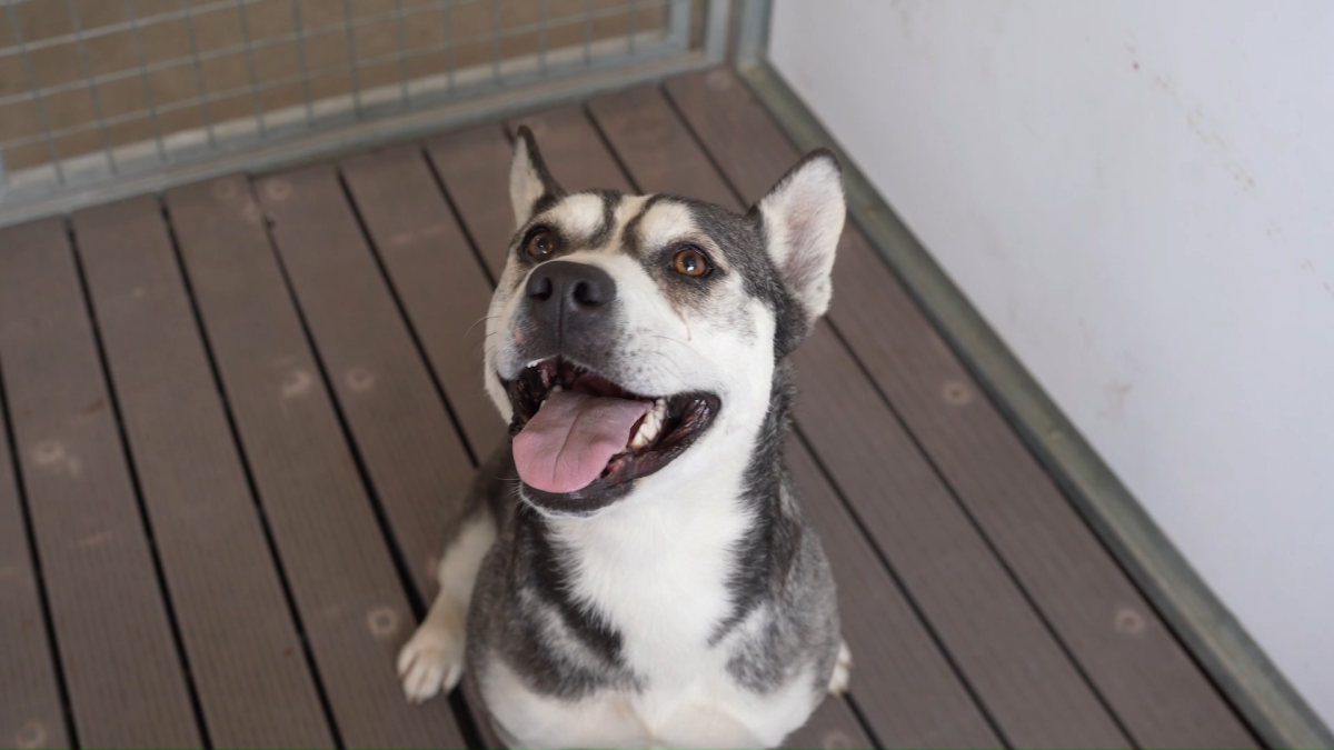 Free dog adoptions at the Mt. SAC Dog Kennels